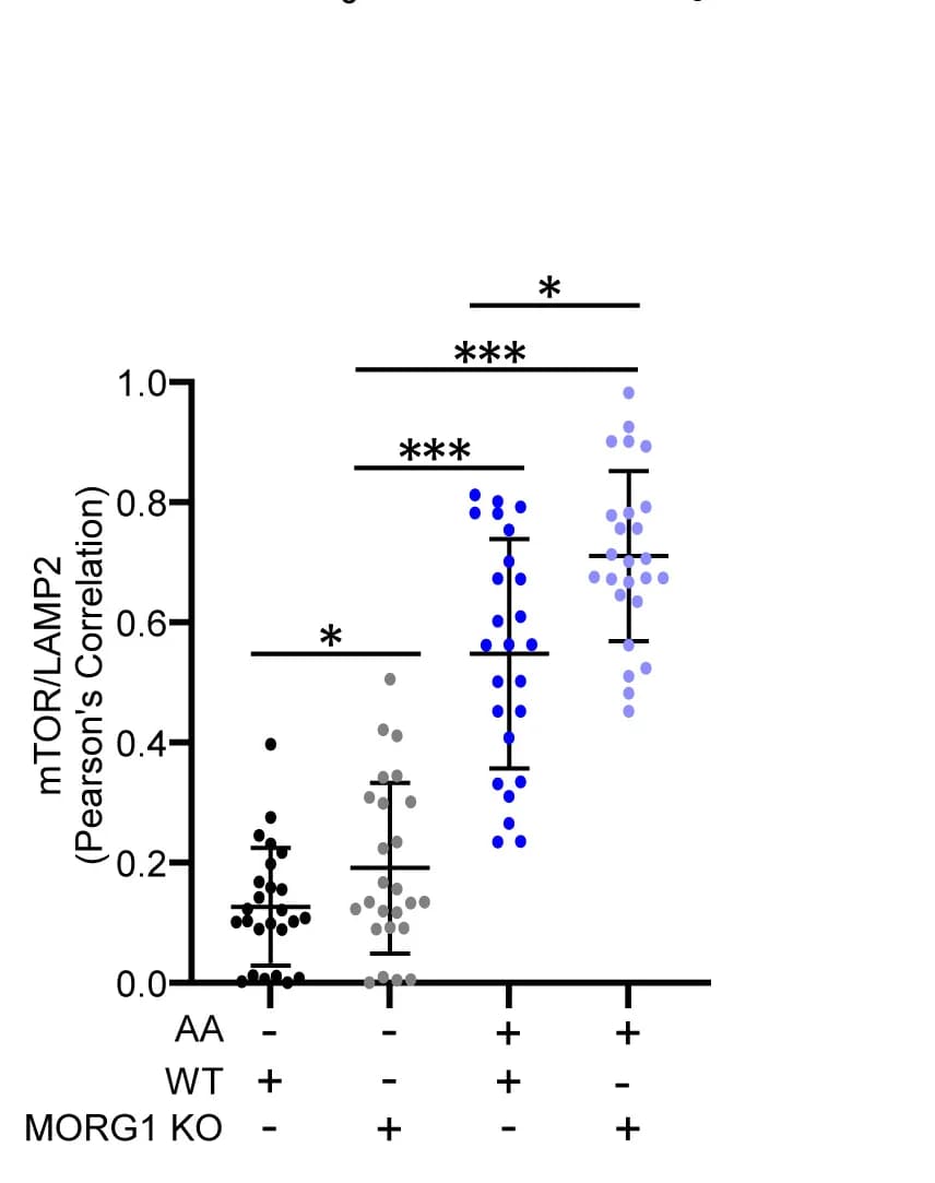 Open access visualization of Scatter Plot, Colocalization, Pearson’s Correlation Coefficients, HeLa WT Cells, MORG1 KO Cells