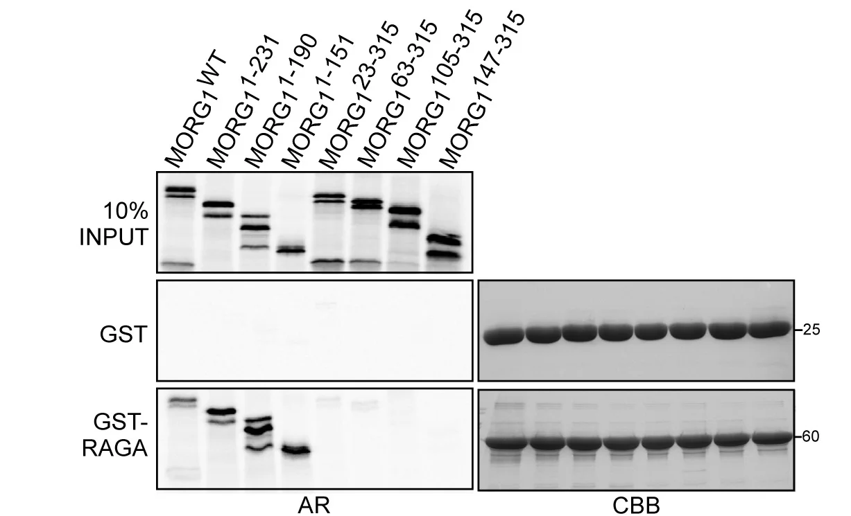 Open access visualization of Gel, Immunoblots, Quantification, mTORC1 Substrates, MORG1 KO Cells