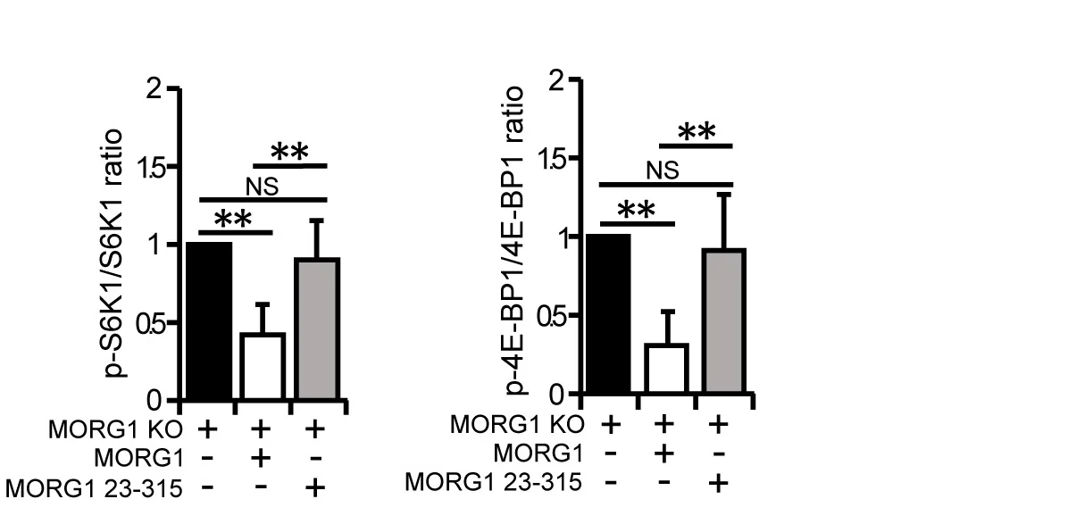 Open access visualization of Bar Plot, Error Bars, Quantification, mTORC1 Substrates, MORG1 KO Cells