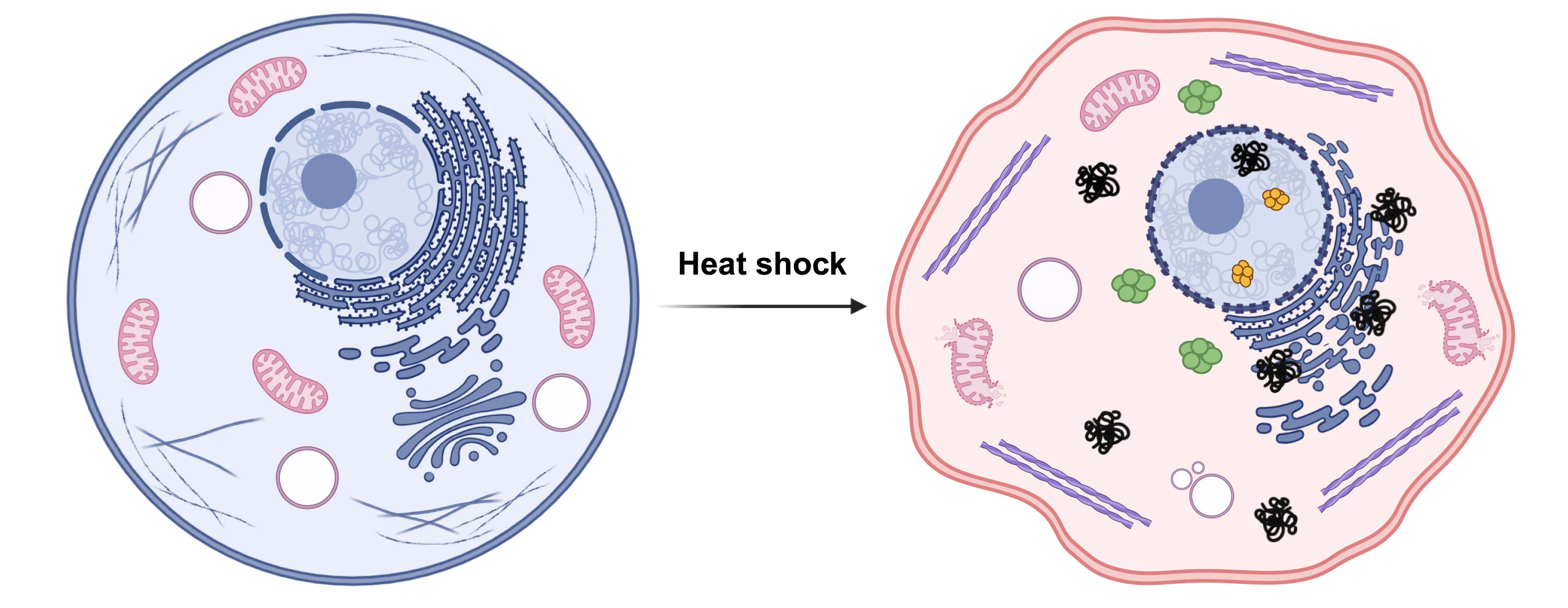 Open access visualization of Illustration, Heat Exposure, Protein Aggregation, Endoplasmic Reticulum, Golgi Complex