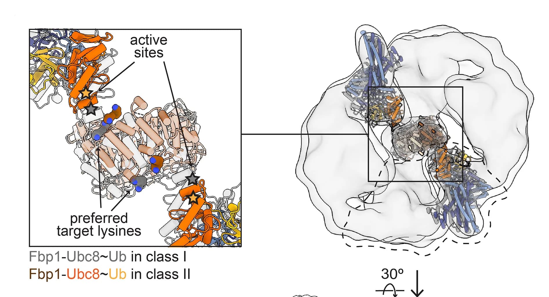 Open access visualization of Protein Structure, Cryo-EM Maps, Chelator-GIDSR4, Fbp1 Substrate, Ubc8ubiquitin Active Sites