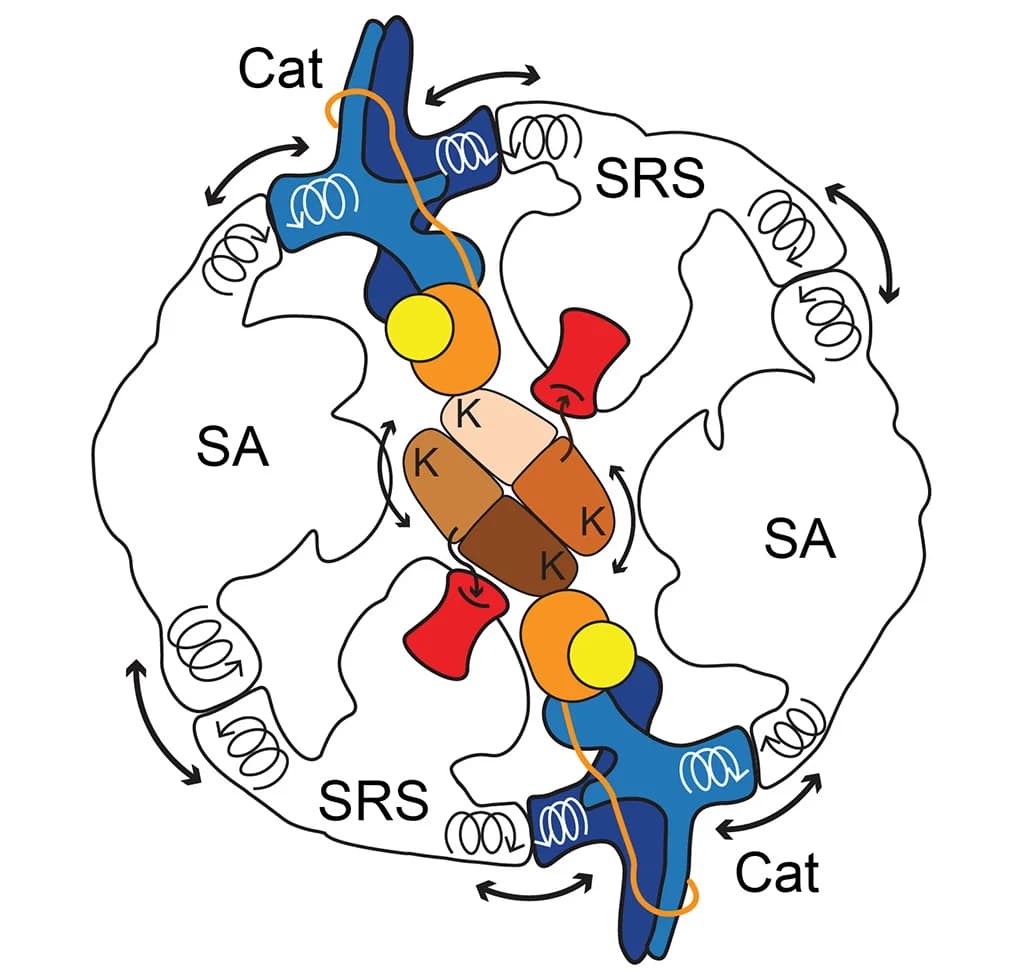 Open access visualization of Illustration, Workflow, Substrate Channeling, SRS Module, Catalytic Module