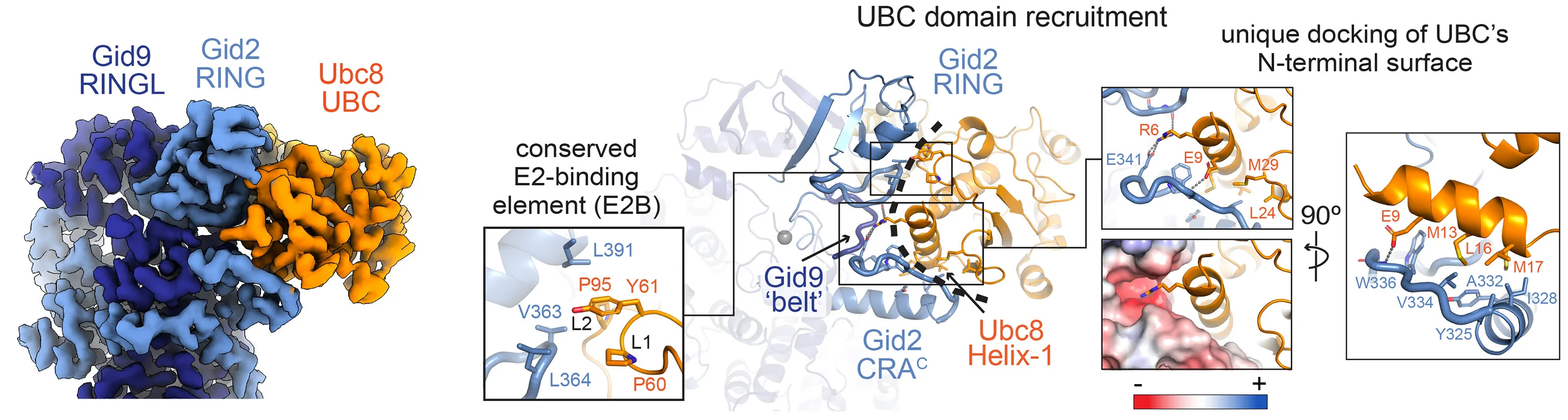 Open access visualization of Protein Structure, Chemical Structure, Ubc8, Ubiquitin, Gid2