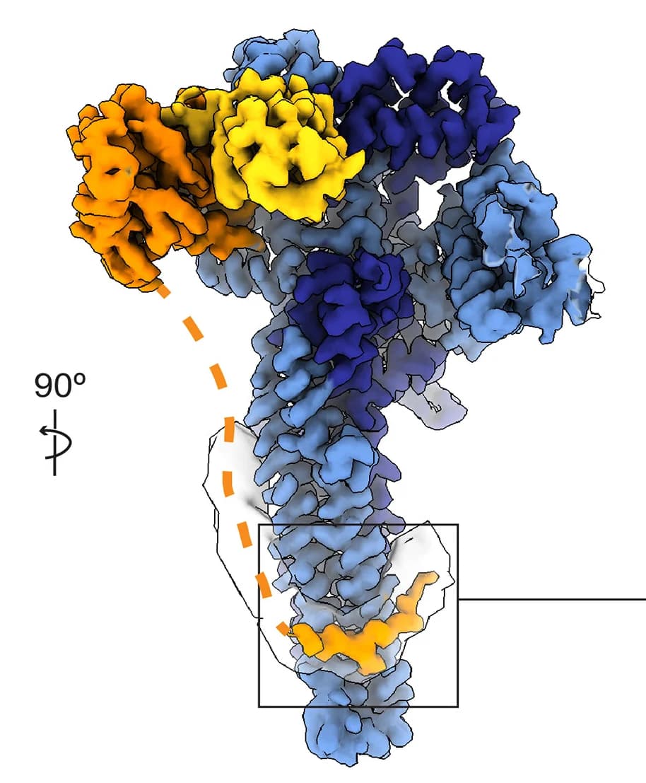 Open access visualization of Protein Structure, Electron Density, Ubc8 C-Terminal Extension, Phosphoserines, Residues