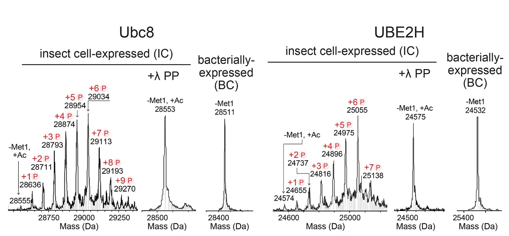 Open access visualization of Line Plot, Mass Spectrometry, Phosphorylation, Ubc8, UBE2H