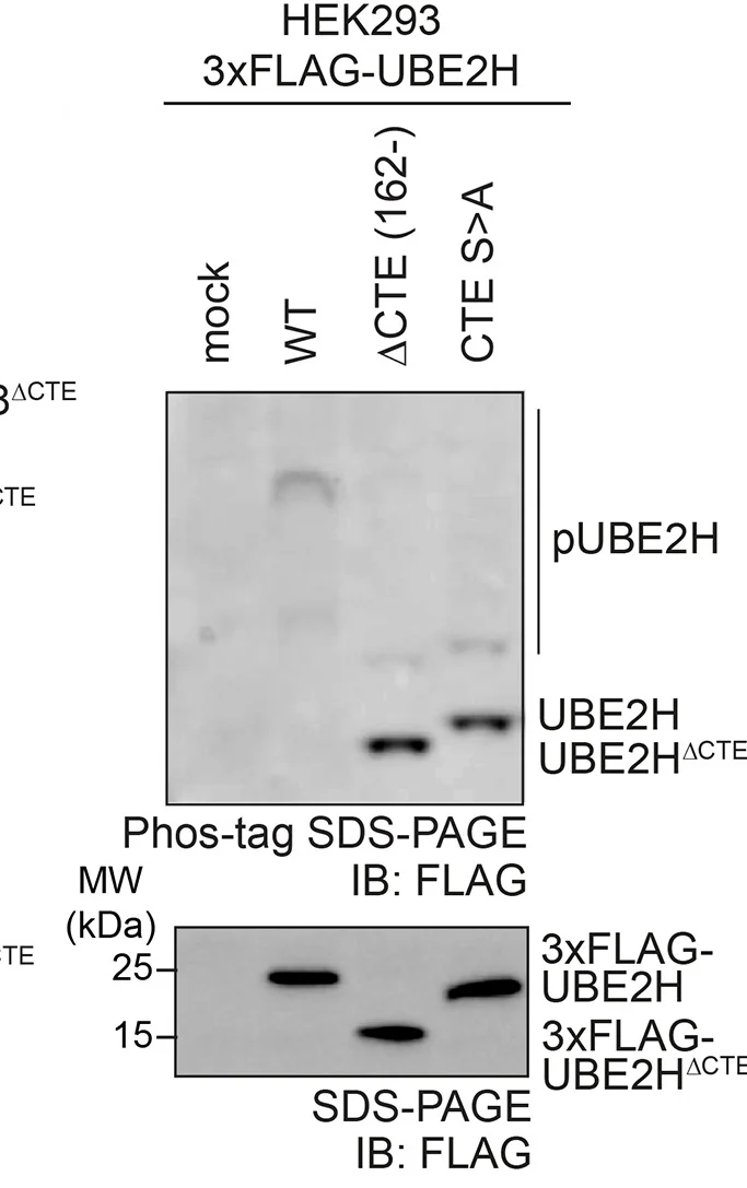 Open access visualization of Gel, Phosphorylation, UBE2H, HEK293 Cells, Phos-Tag SDS-PAGE