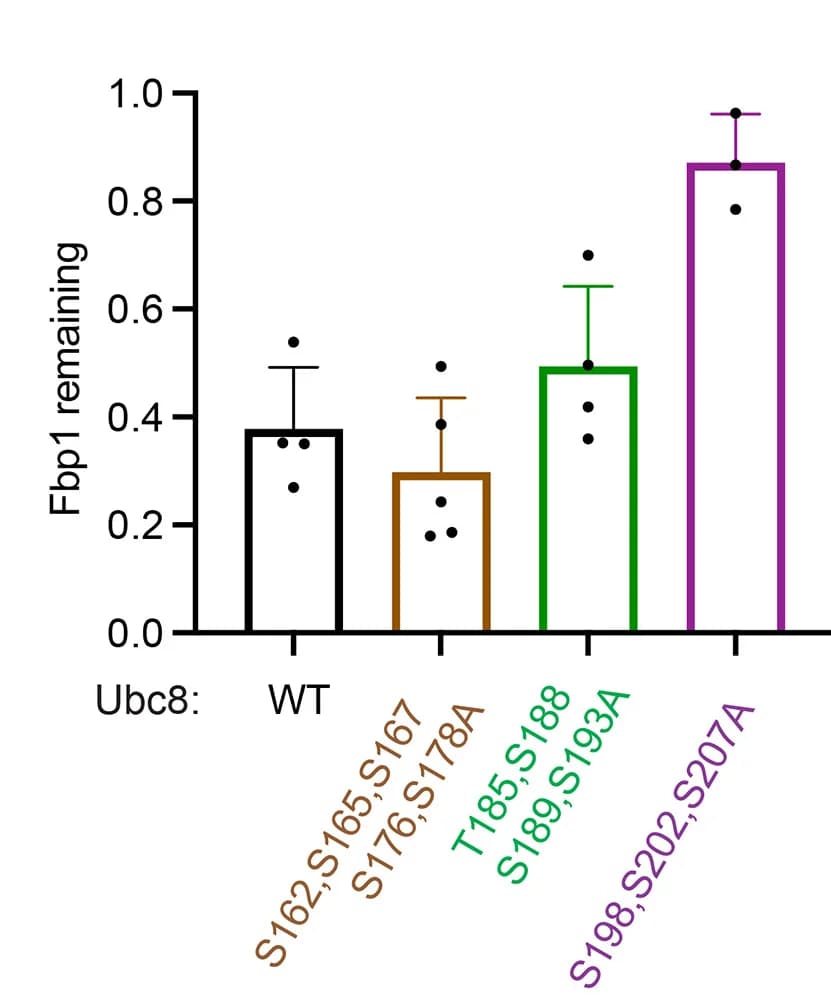 Open access visualization of Bar Plot, Error Bars, Ubc8, Phosphosites, In Vivo Degradation