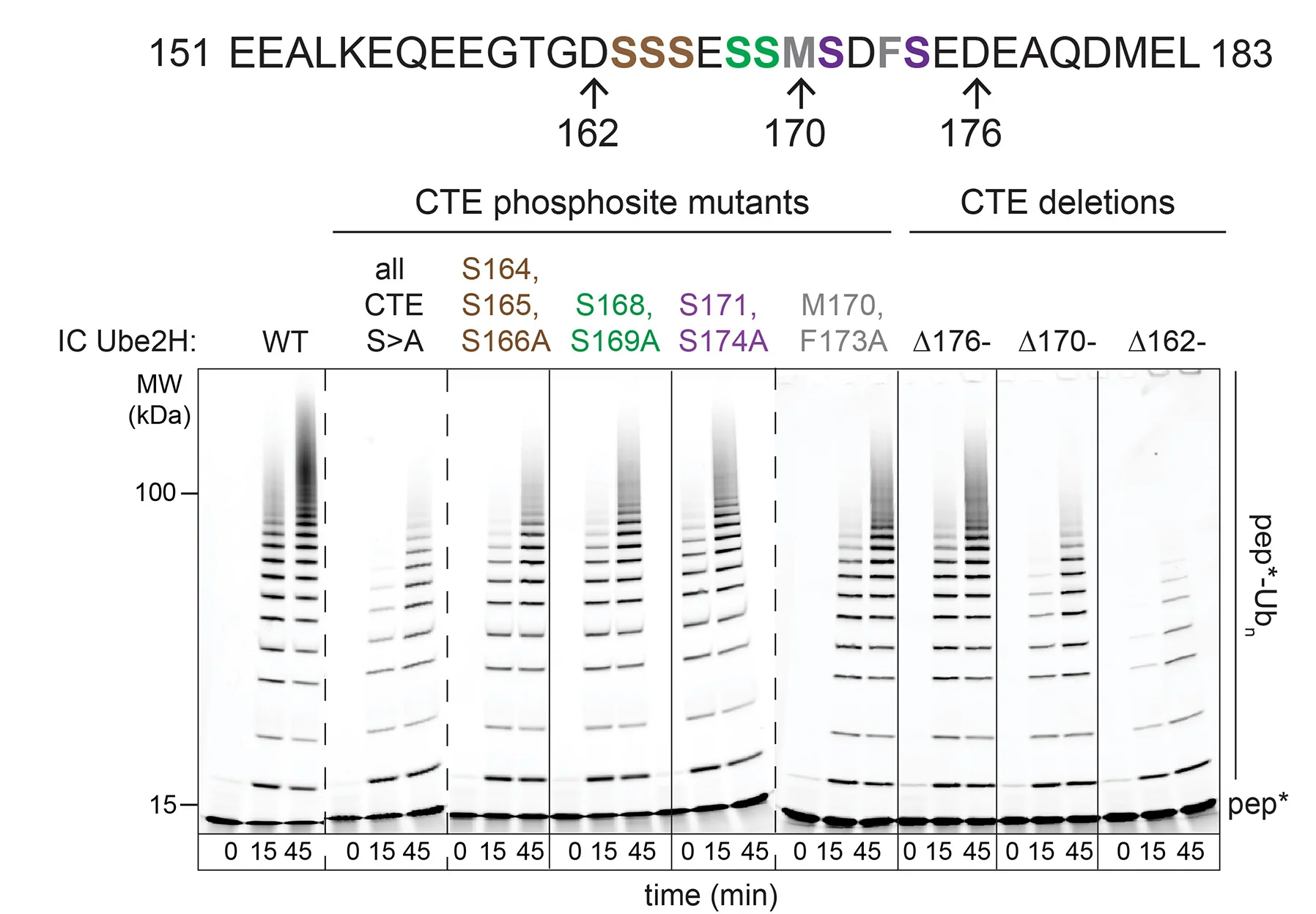 Open access visualization of Gel, In Vitro Assays, UBE2H, Phosphoserine Subsets, C-terminal Extension