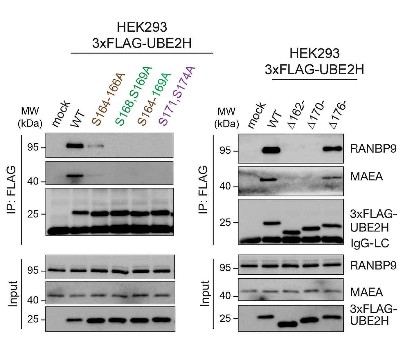 Open access visualization of Gel, 3xFLAG-UBE2H, C-terminal Extension, CTLH, RANBP9