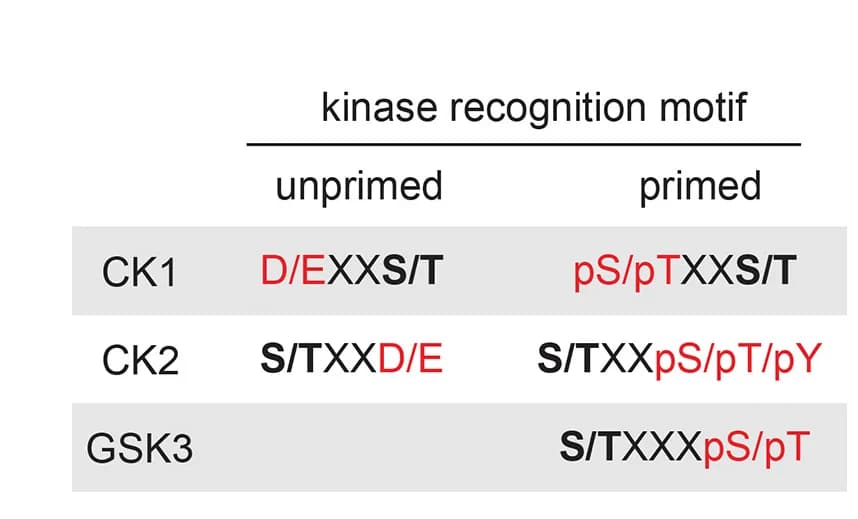 Open access visualization of Table Image, Acidophilic Kinase, CK1, CK2, GSK3