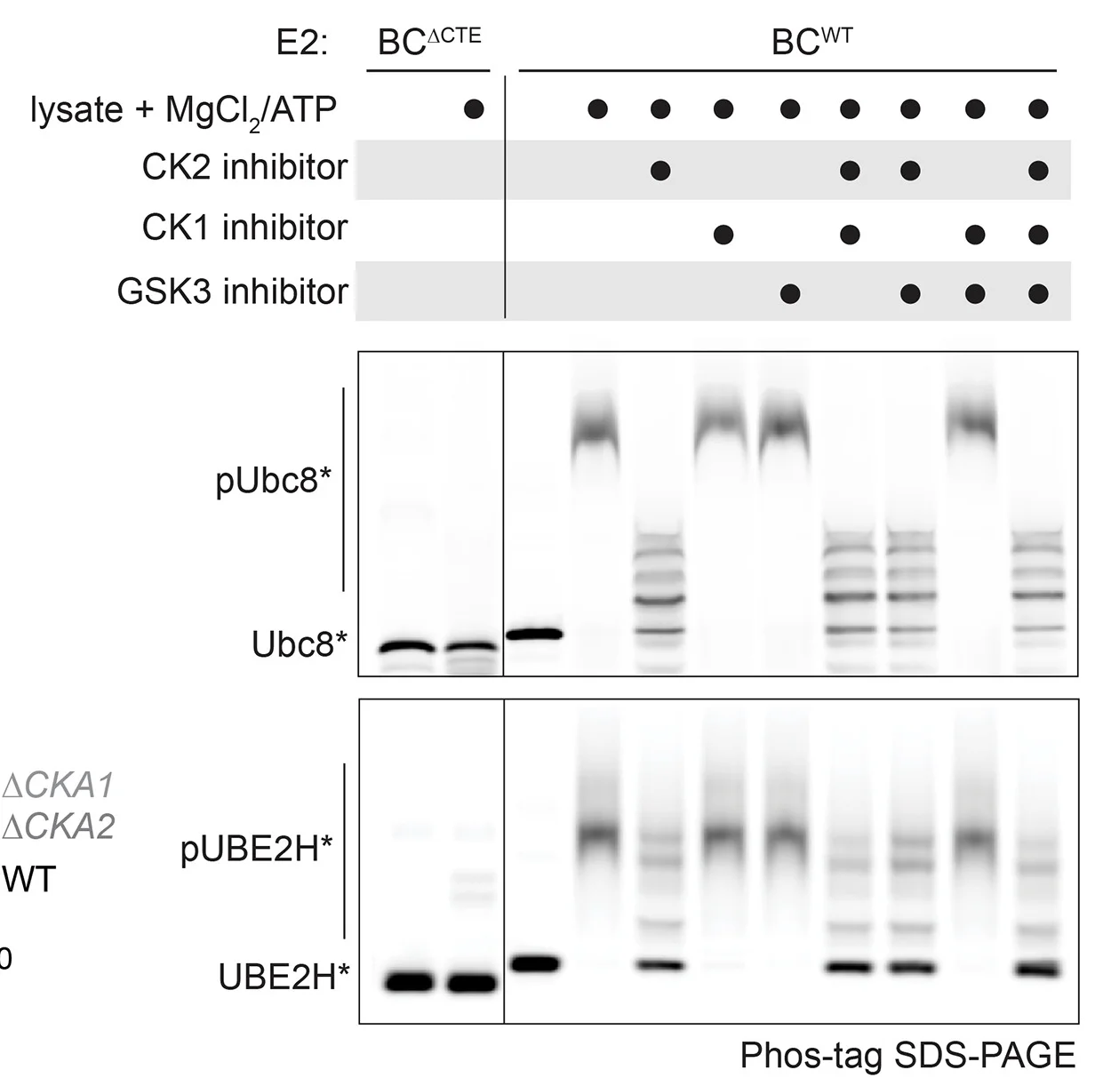 Open access visualization of Gel, Phos-tag SDS-PAGE, Phosphorylation Status, Fluorescently Labeled, BC Ubc8