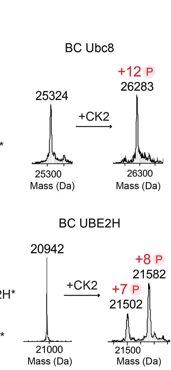 Open access visualization of Line Plot, Density Plot, Intact Mass Spectrometry, Phosphorylation Status, CK2