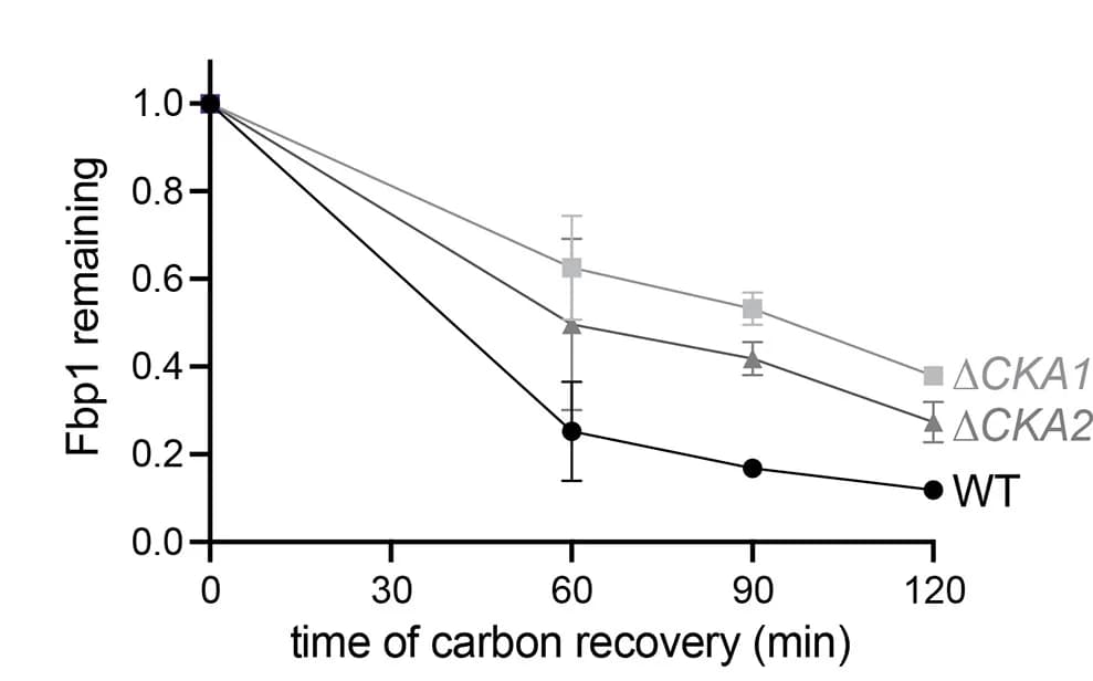 Open access visualization of Line Plot, Error Bars, In Vivo Assay, CK2 Isoforms, CKA1