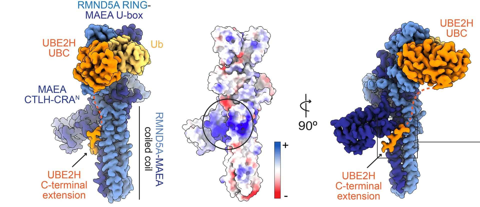 Open access visualization of Protein Structure, UBE2H, Ubiquitin, CTLH, Catalytic Subunits