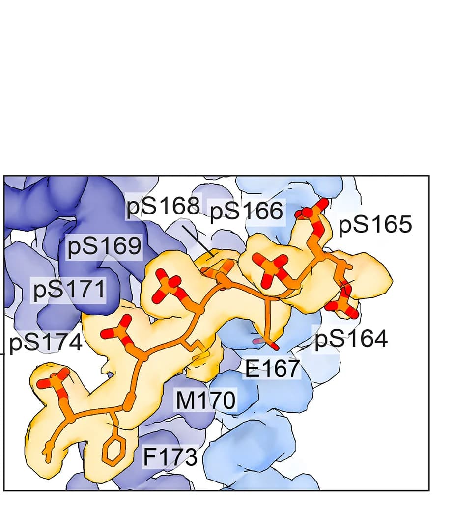 Open access visualization of Protein Structure, Chemical Structure, Electron Density, CTLH, UBE2H