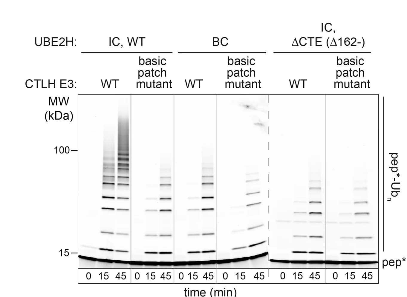 Open access visualization of Gel, Ubiquitylation Assays, RMND5A, MAEA, Basic Patch Residues