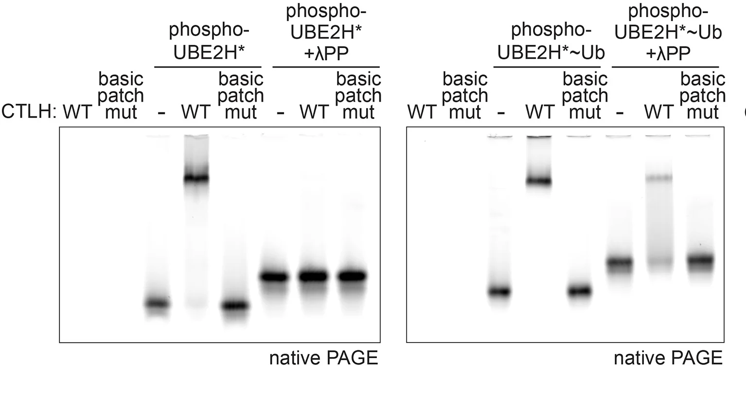 Open access visualization of Gel, Fluorescent Scans, Native PAGE Gels, UBE2H, Ubiquitin