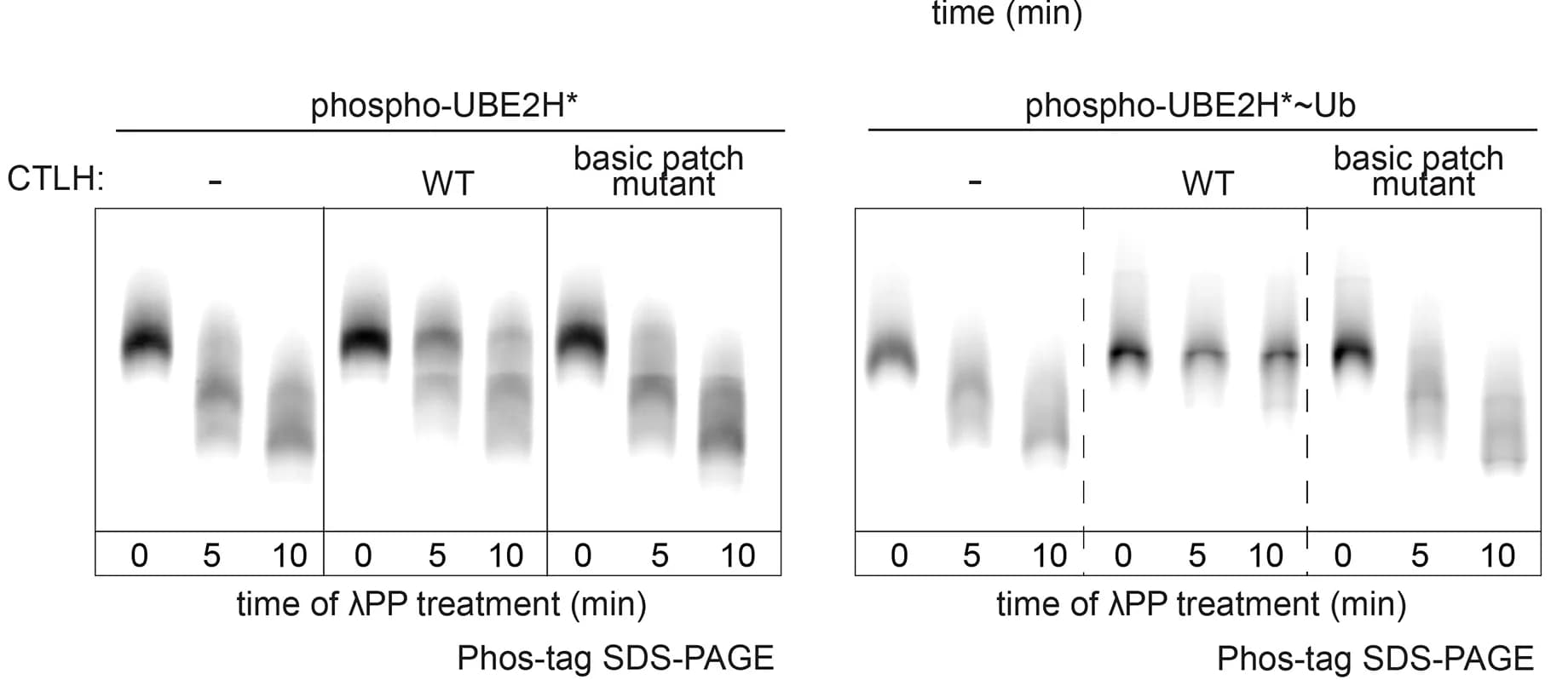 Open access visualization of Gel, Phospho-UBE2H, Phospho-UBE2H-Ubiquitin, Dephosphorylation, CTLH