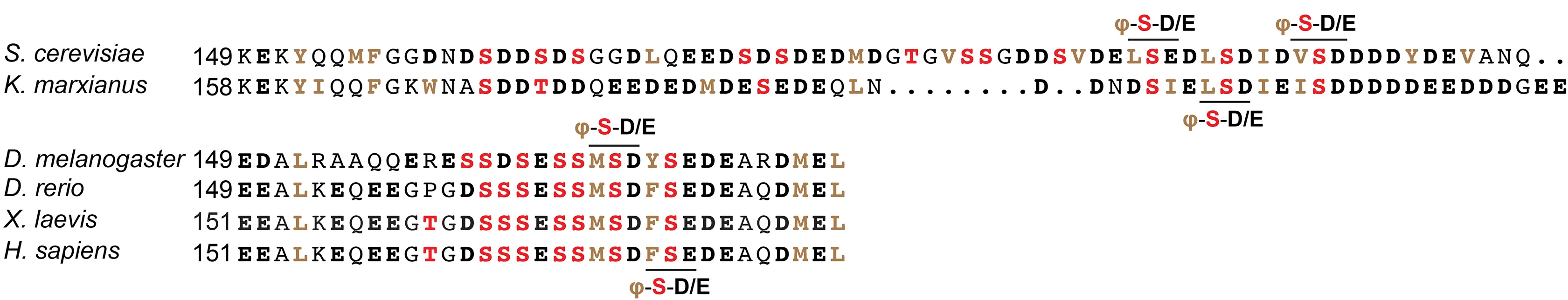 Open access visualization of Illustration, Table Image, Ubc8/UBE2H, C-terminal Extension, Phosphorylation Sites