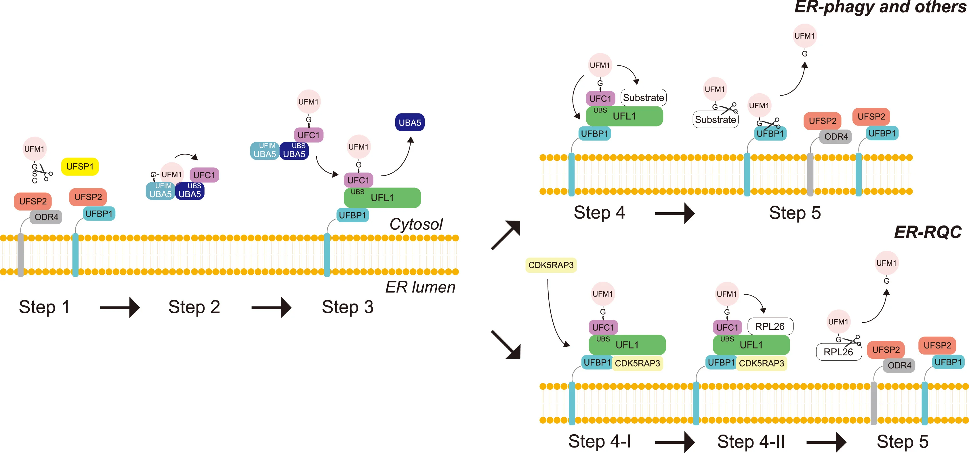Open access visualization of Workflow, Illustration, UFM1, UFSP1, UFSP2