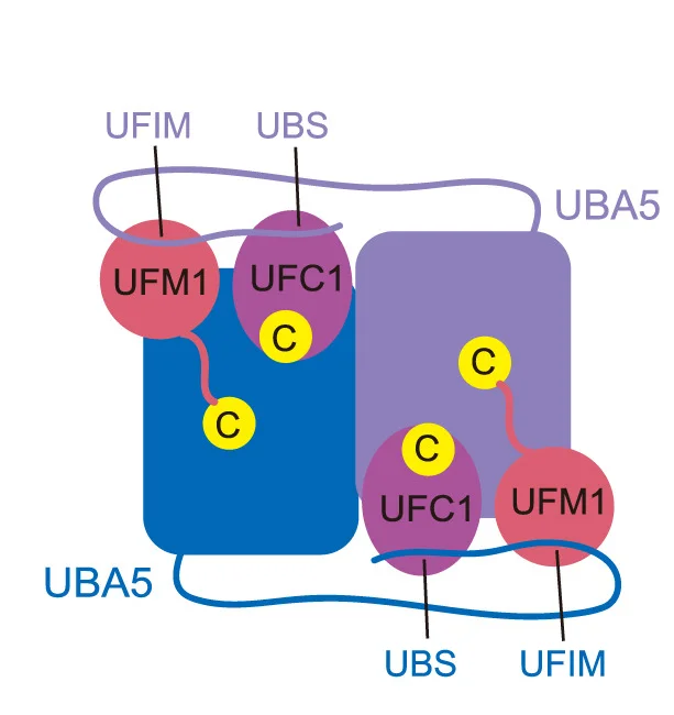 Open access visualization of Workflow, Pathway, Illustration, UBA5, UFM1