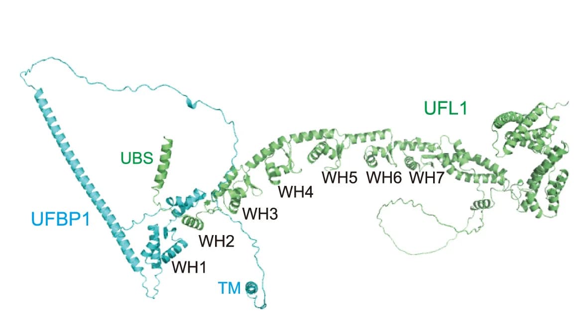 Open access visualization of Protein Structure, AlphaFold2 Model, UFL1, UFBP1, Transmembrane Helix