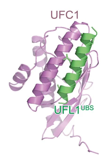 Open access visualization of Protein Structure, AlphaFold2 Model, UFC1, UFL1UBS, Hydrophobic Residues