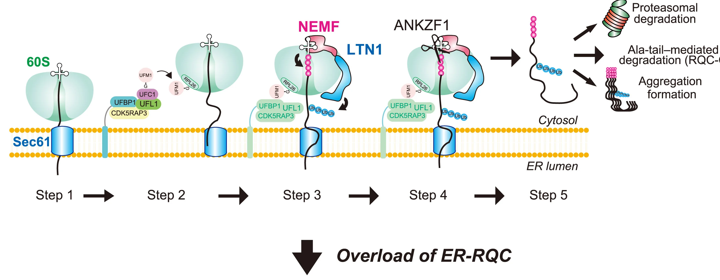 Open access visualization of Workflow, Illustration, ER-RQC, UFM1 System, Ribosomes