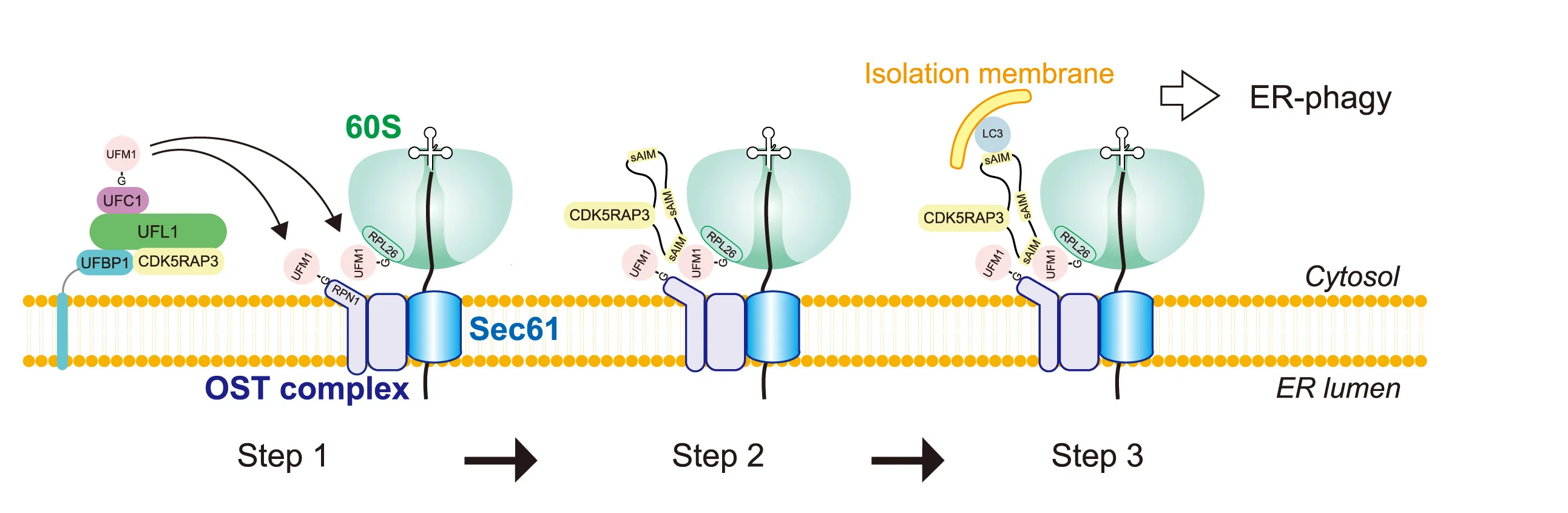 Open access visualization of Workflow, Illustration, ER-Phagy, UFM1 System, Ribosomes