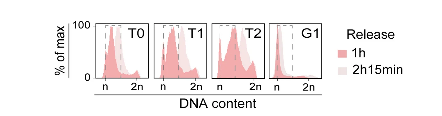 Open access visualization of Density Plot, Line Plot, Cell Cycle Progression, ChOR-seq Experiments, FACS Analysis