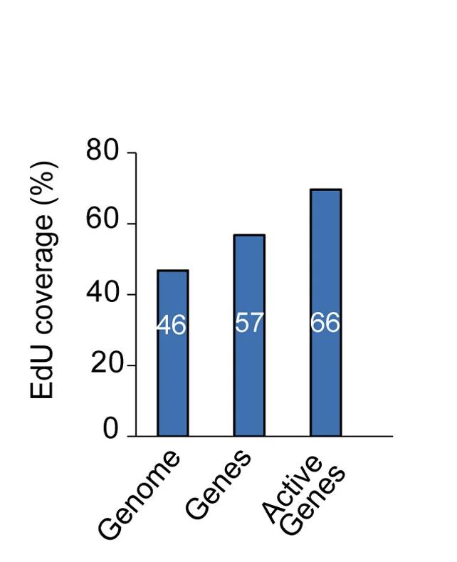 Open access visualization of Bar Plot, Genome, Genes, Active Genes, EdU Labeling
