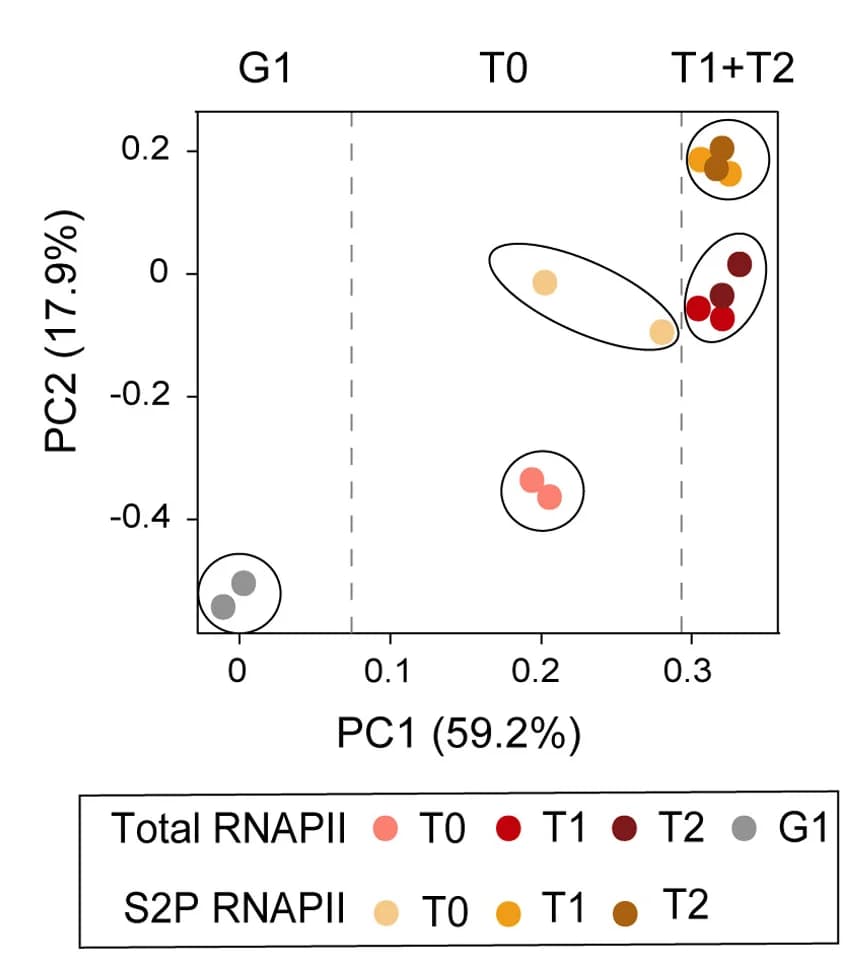 Open access visualization of Scatter Plot, PCA, PCA Plot, Total RNAPII, S2P RNAPII