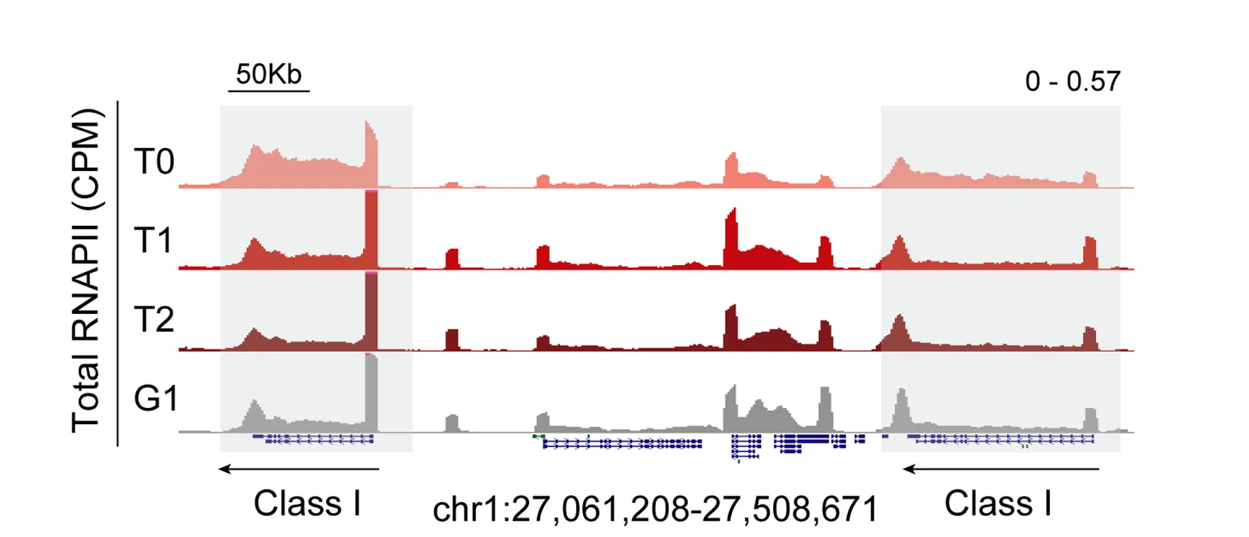 Open access visualization of Line Plot, Density Plot, ChOR-seq, RNAPII, Class I Genes