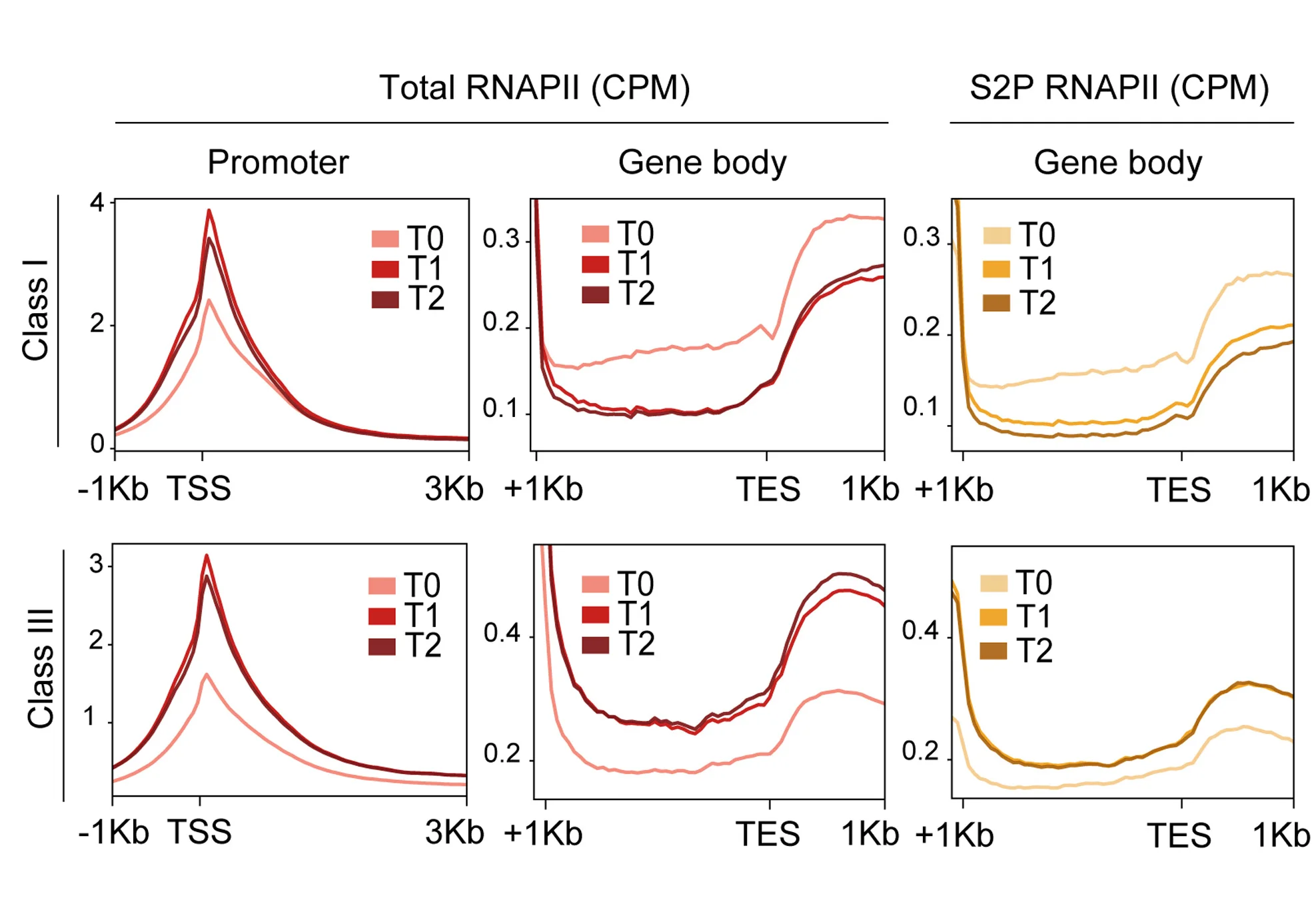 Open access visualization of Line Plot, Average Profiles, RNAPII ChOR-seq, Promoters, Gene Bodies