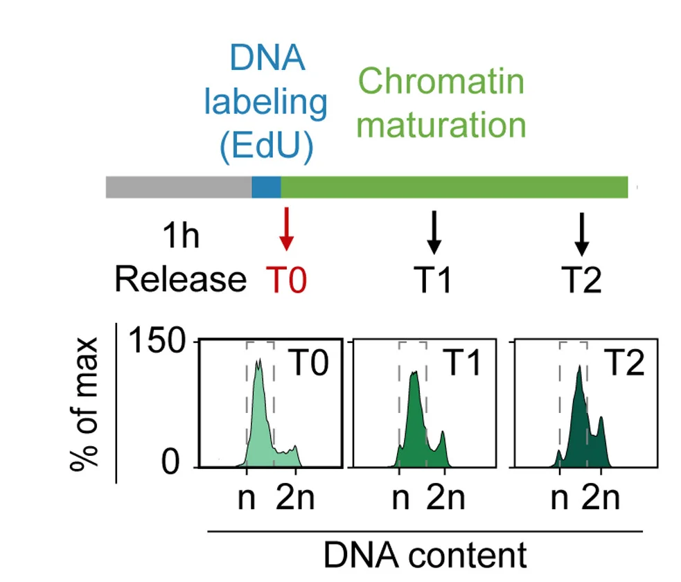Open access visualization of Line Plot, Density Plot, ChrRNA-seq Experiments, Thymidine Block Release, HeLa S3 Cells