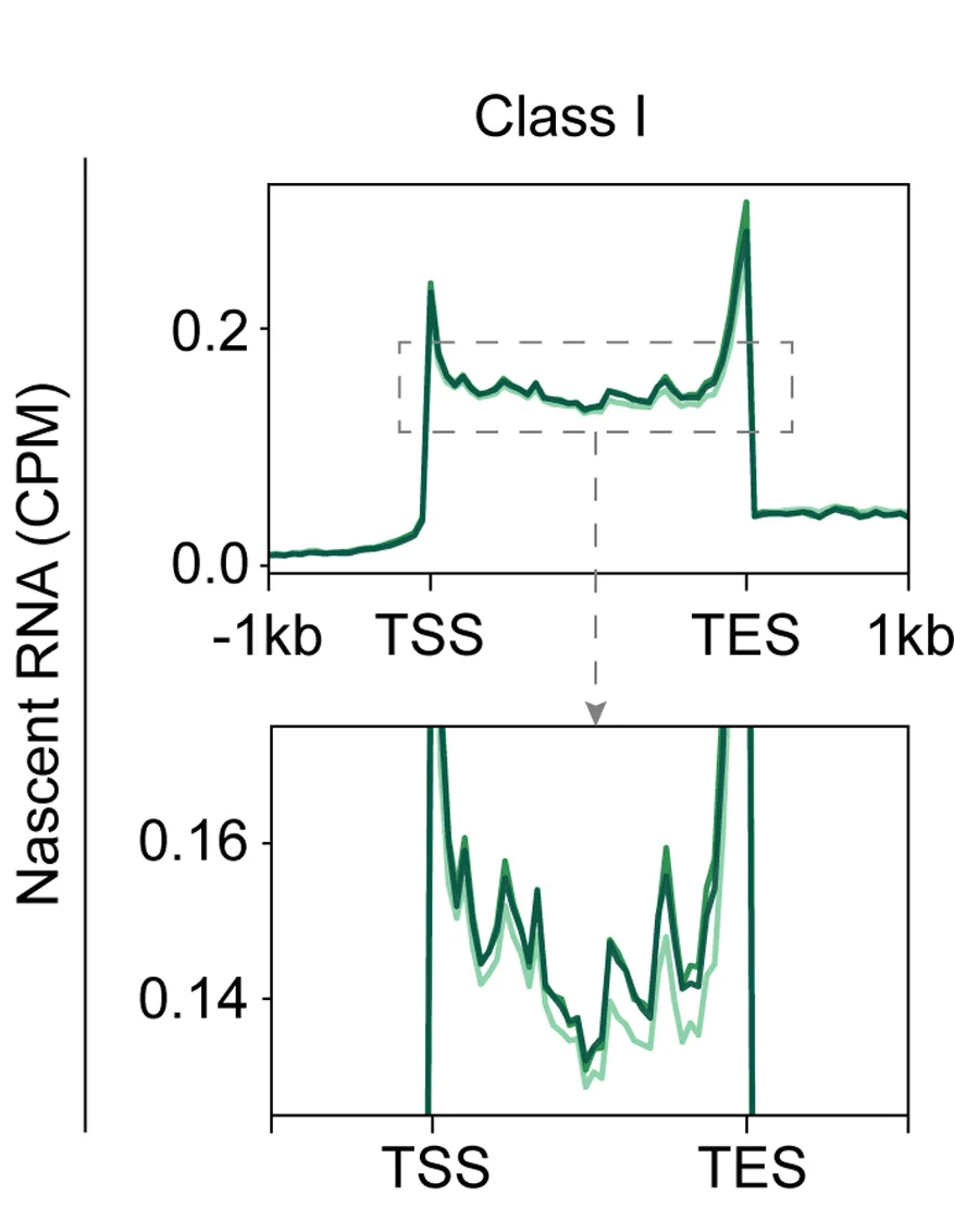 Open access visualization of Line Plot, Sense Nascent RNA, Class I Genes, Gene Bodies