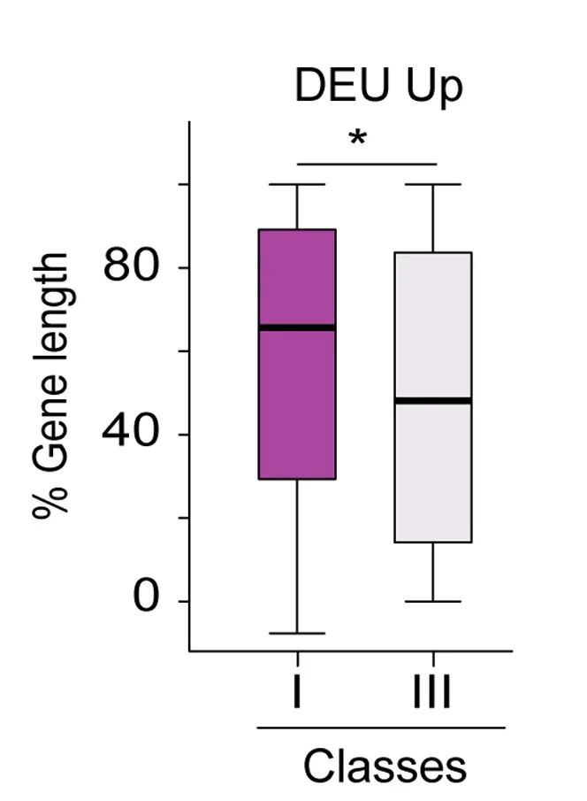 Open access visualization of Box Plot, Boxplot, Gene Length, Retained Exons, Class I Genes