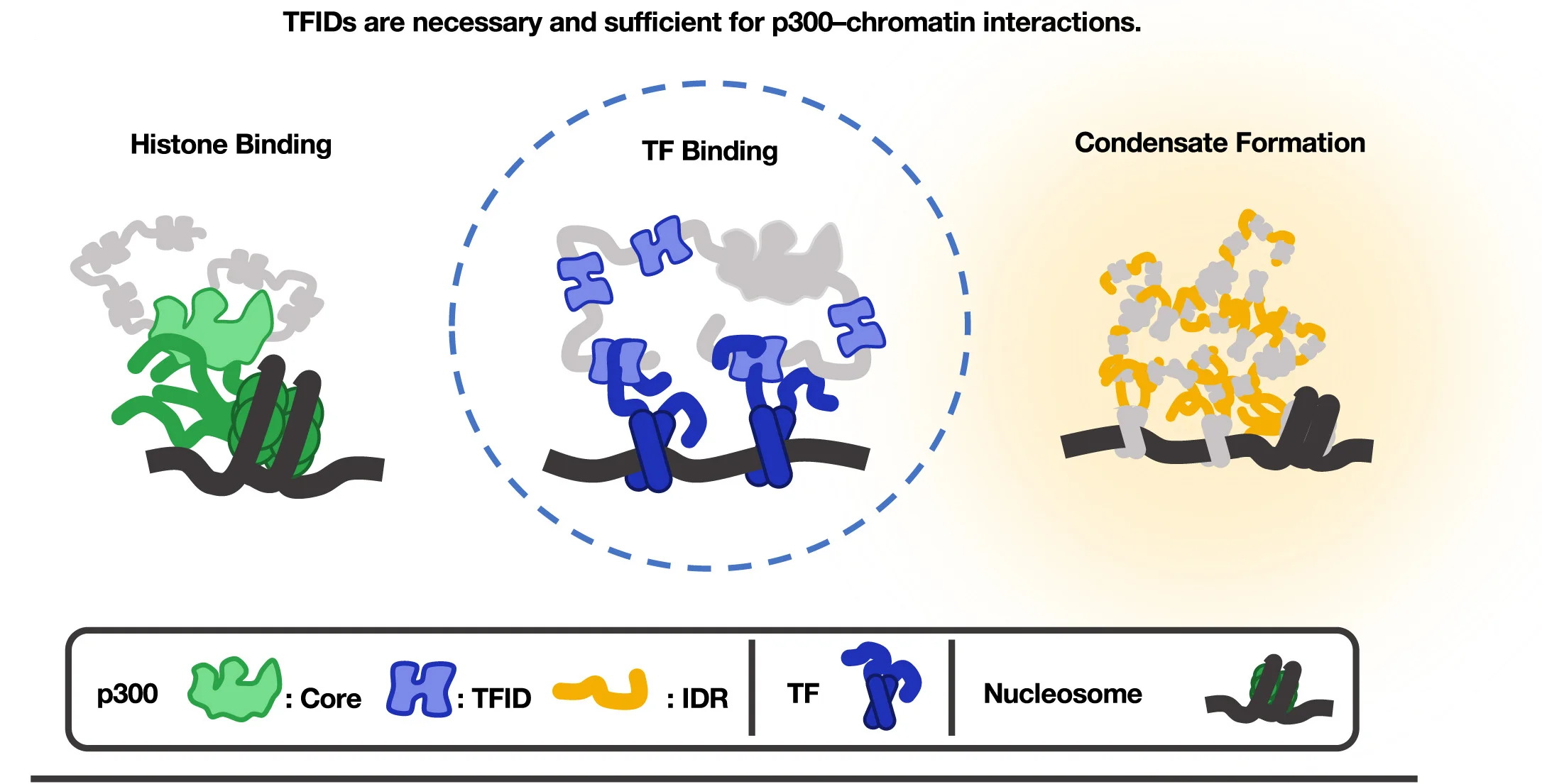 Open access visualization of Illustration, Workflow, Chromatin, p300, Models