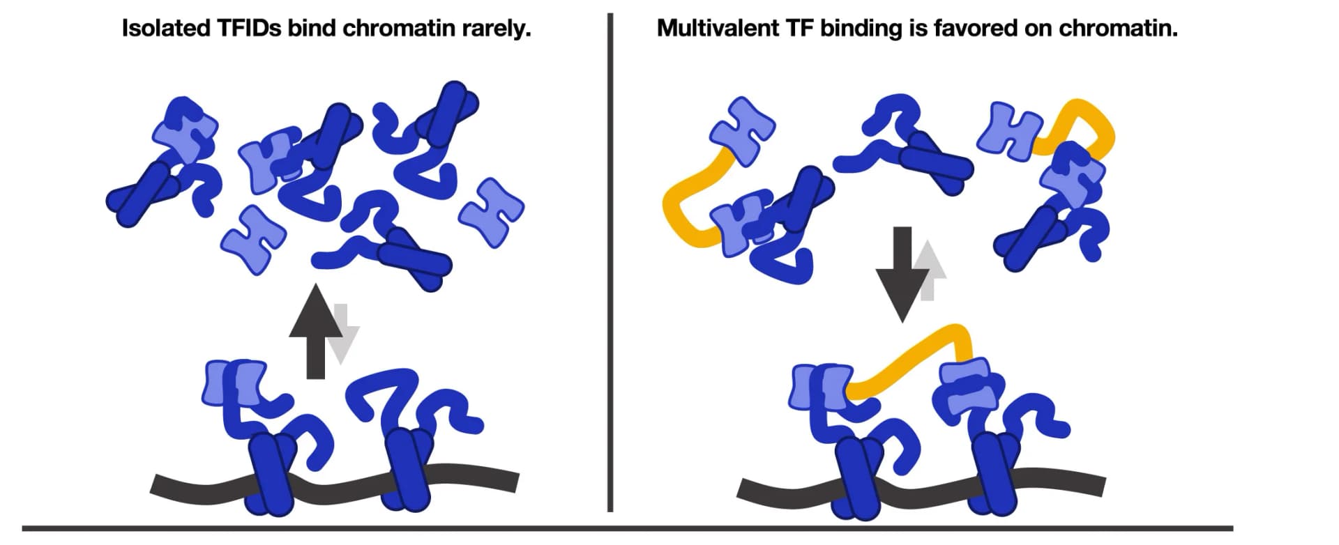 Open access visualization of Illustration, TFID-TF Interactions, Chromatin, Bound State