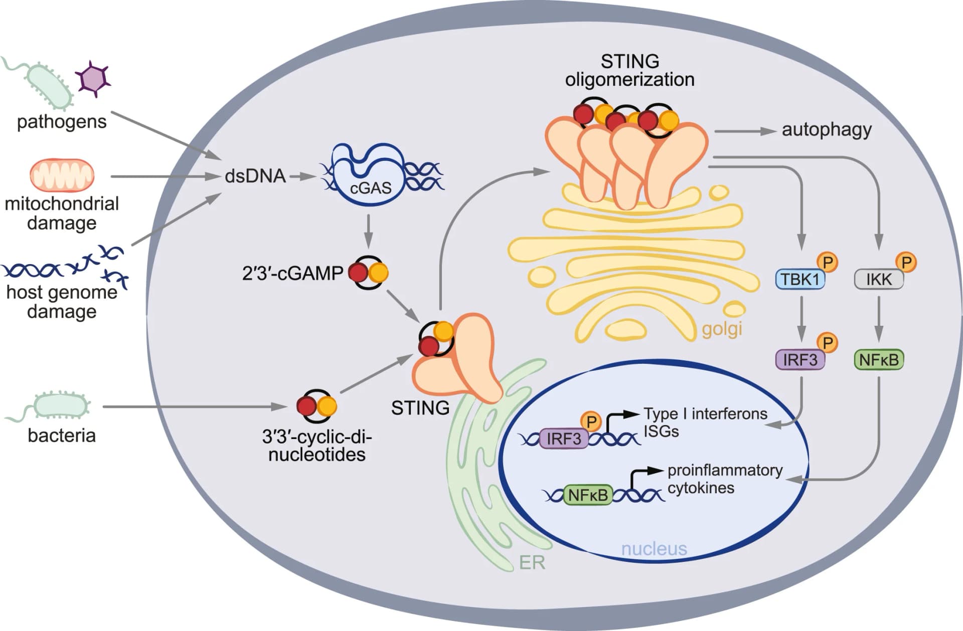 Open access visualization of Illustration, Workflow, cGAS, DNA, STING
