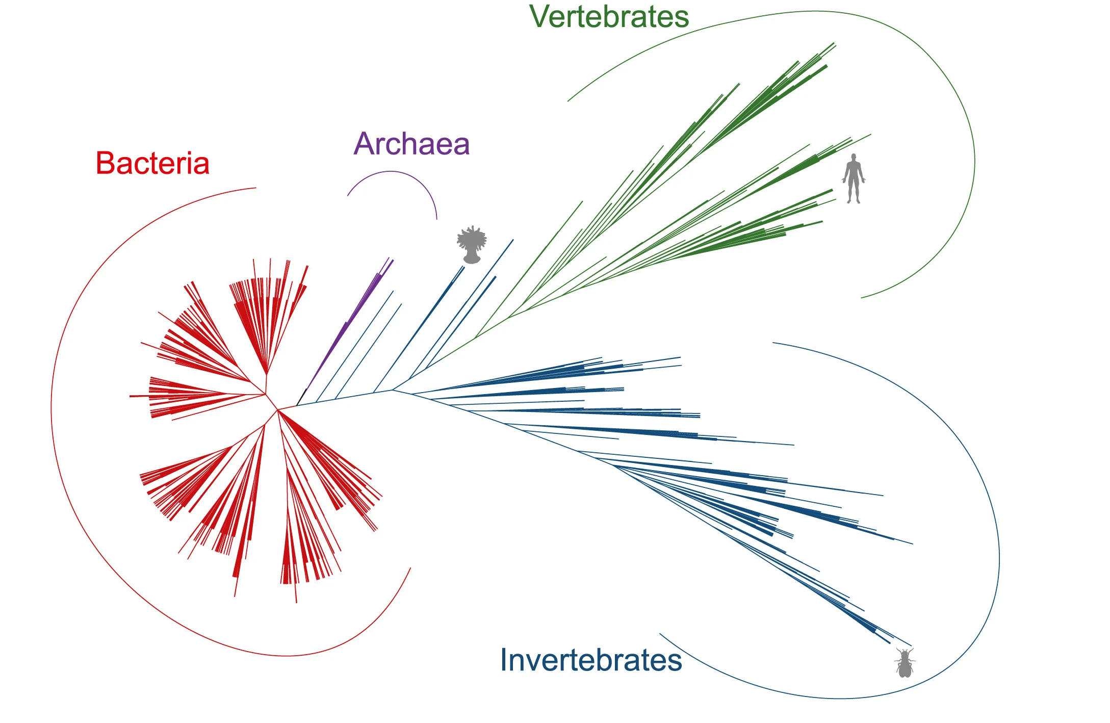 Open access visualization of Network, Pathway, Phylogenetic Trees, NCBI Taxonomy, cGAS-like Proteins