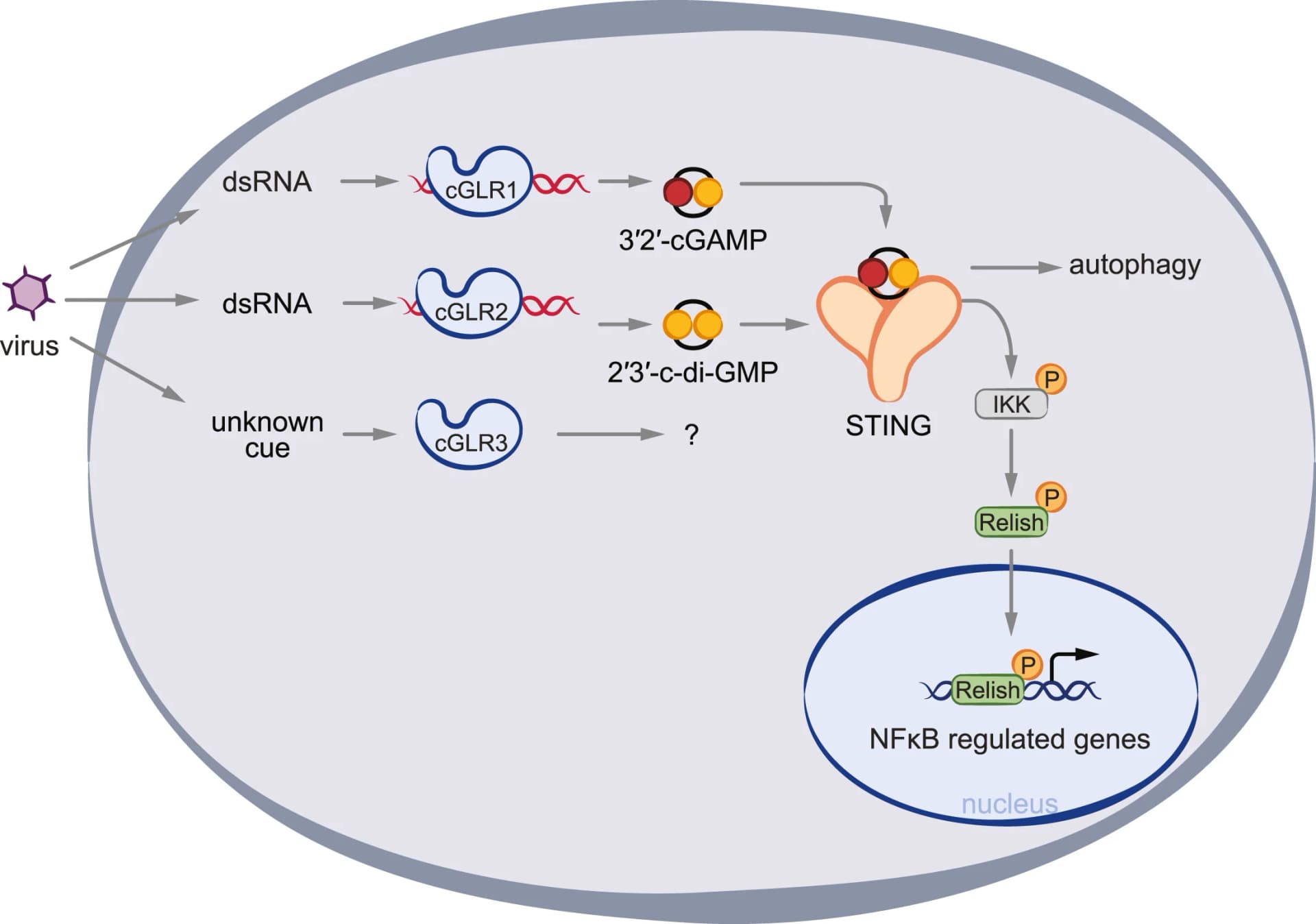 Open access visualization of Workflow, Flowchart, Illustration, cGAS-like Receptors, Double-stranded RNA