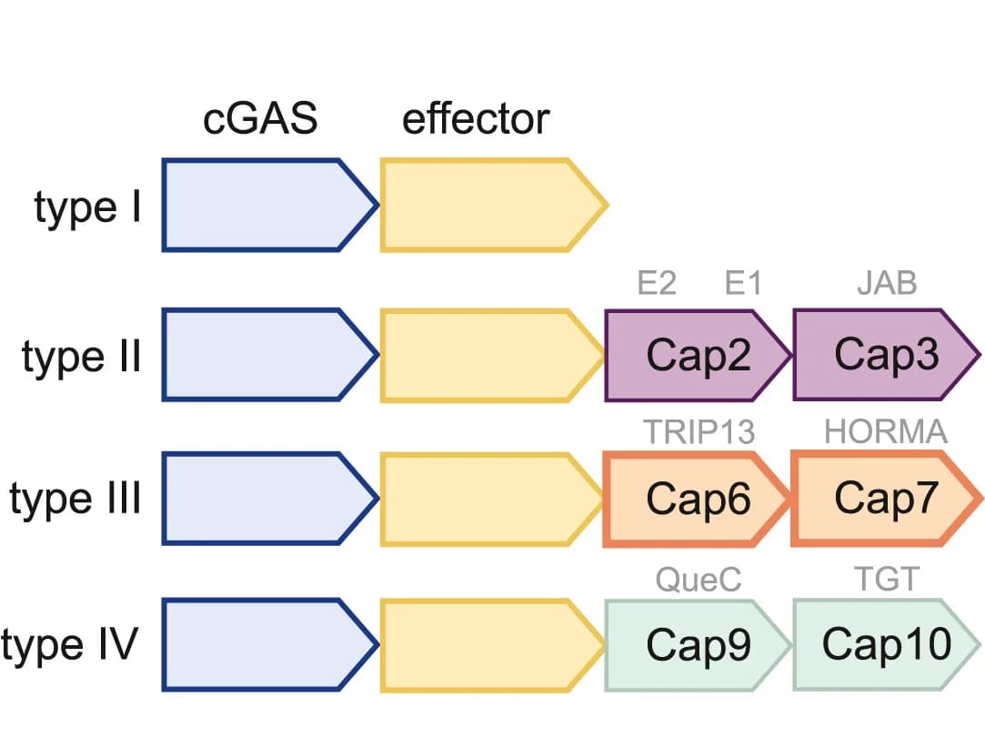 Open access visualization of Workflow, Illustration, Operon Architecture, CBASS, CD-NTase Enzyme