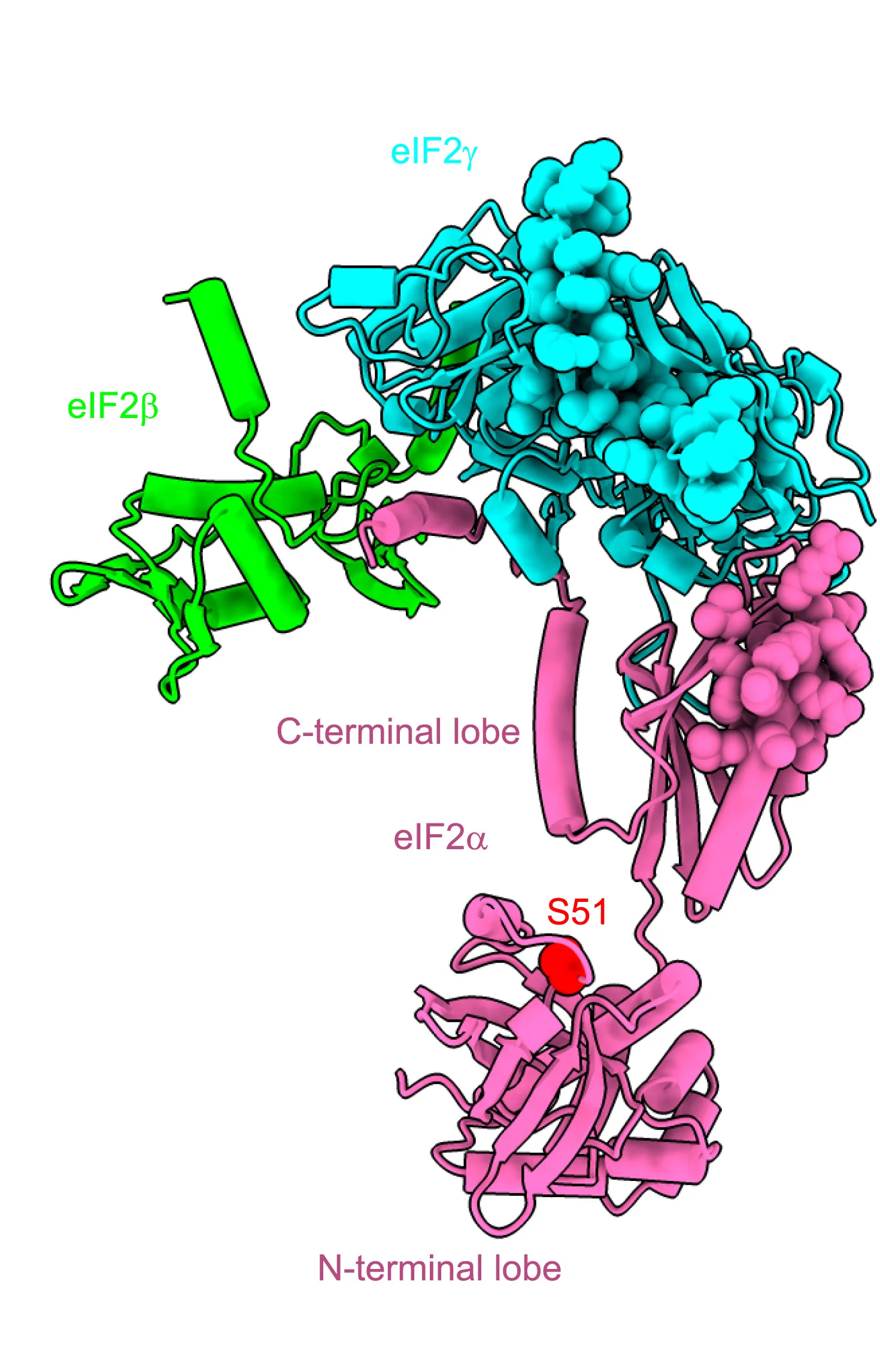 Open access visualization of Protein Structure, AlphaFold Model, Human eIF2, R15B414-613, Protected Residues