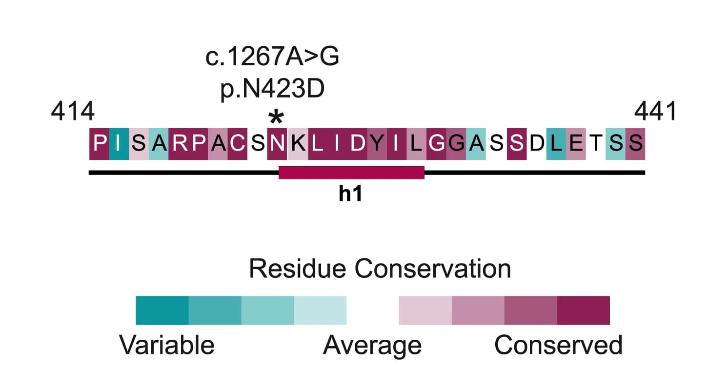 Open access visualization of Illustration, Homozygous Variant, PPP1R15B, Missense Mutation, Substrate Recognition Module