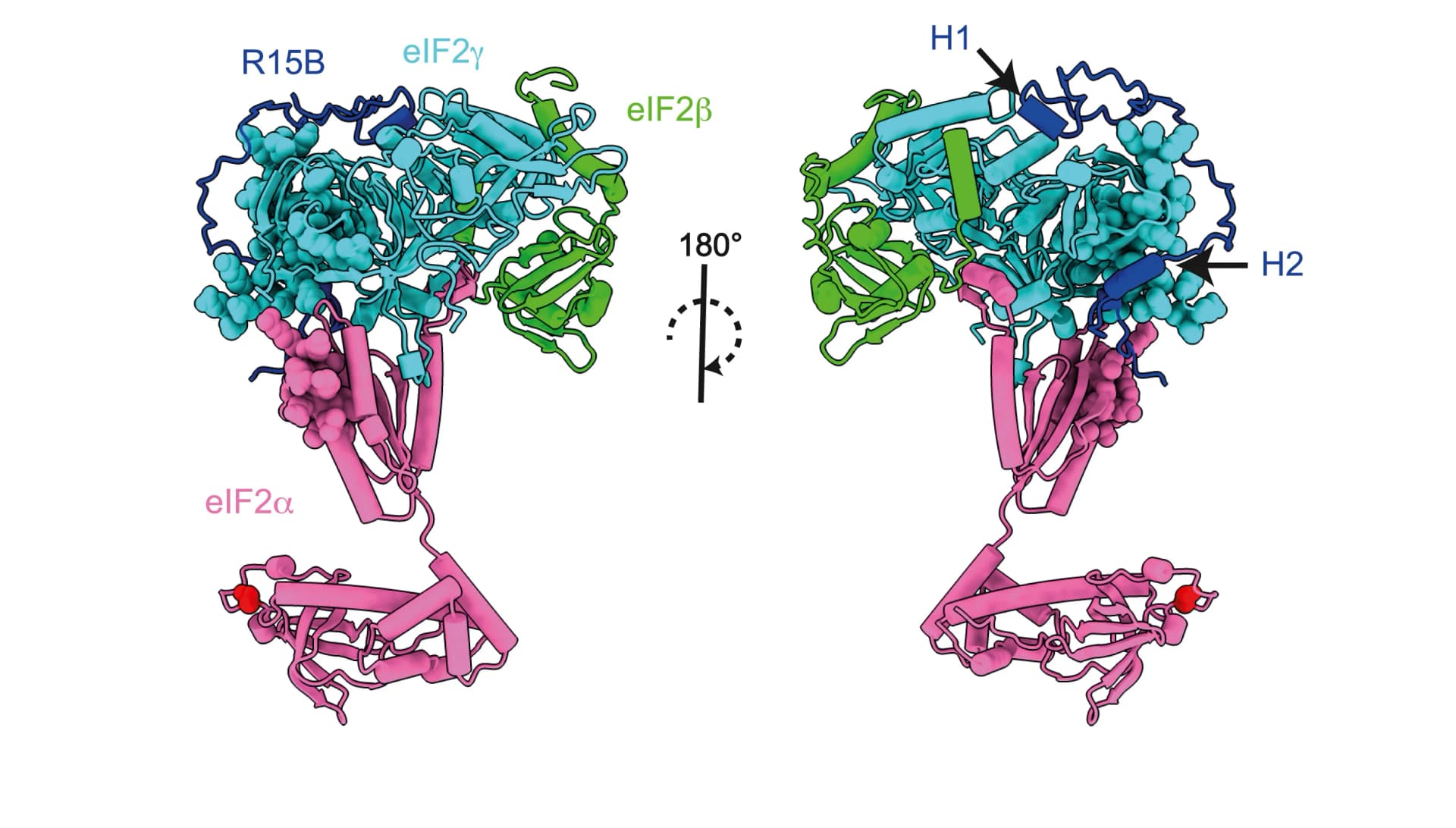 Open access visualization of Protein Structure, AlphaFold2 Model, eIF2-R15B Complex, eIF2alpha, eIF2gamma