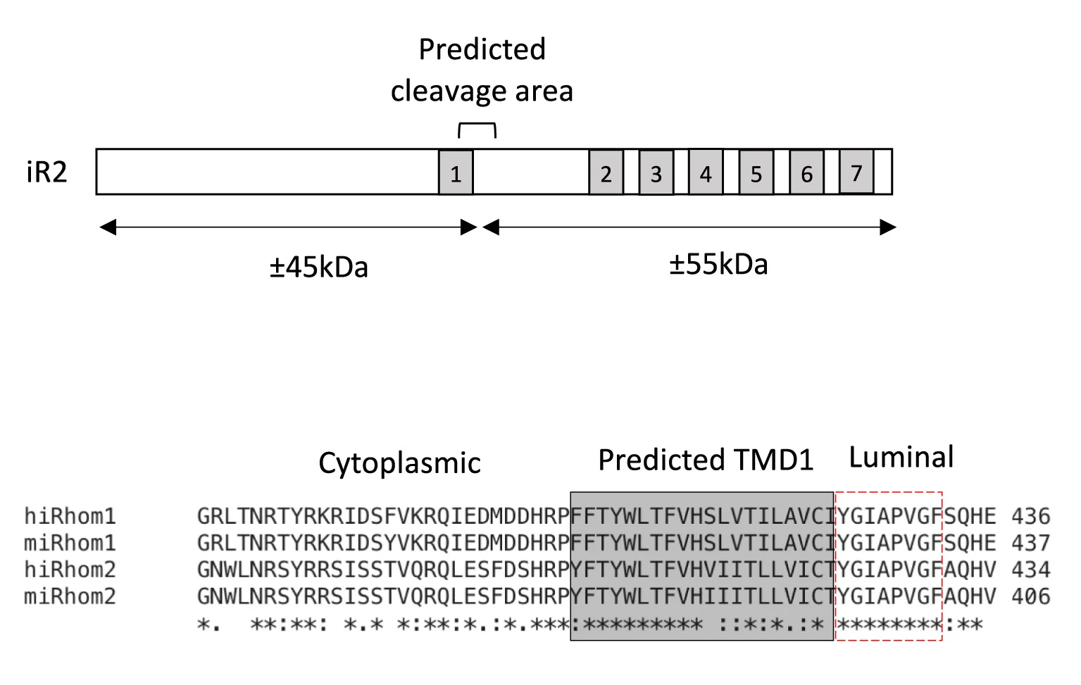 Open access visualization of Illustration, Workflow, Table Image, iRhom2, Cleavage Area