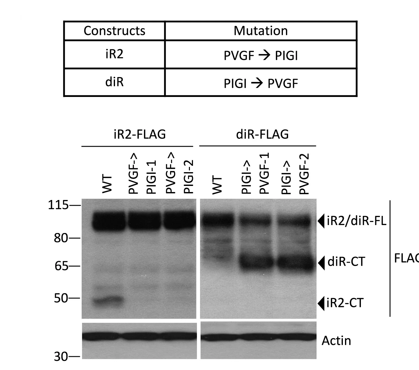 Open access visualization of Gel, Table Image, iRhom2, Drosophila iRhom, PVGF Region