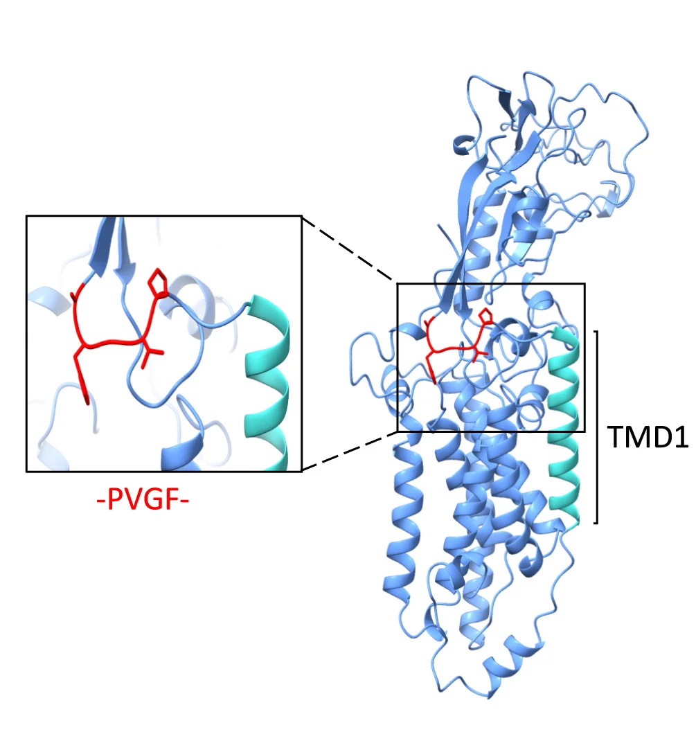 Open access visualization of Protein Structure, AlphaFold, iRhom2, Cleavage Site
