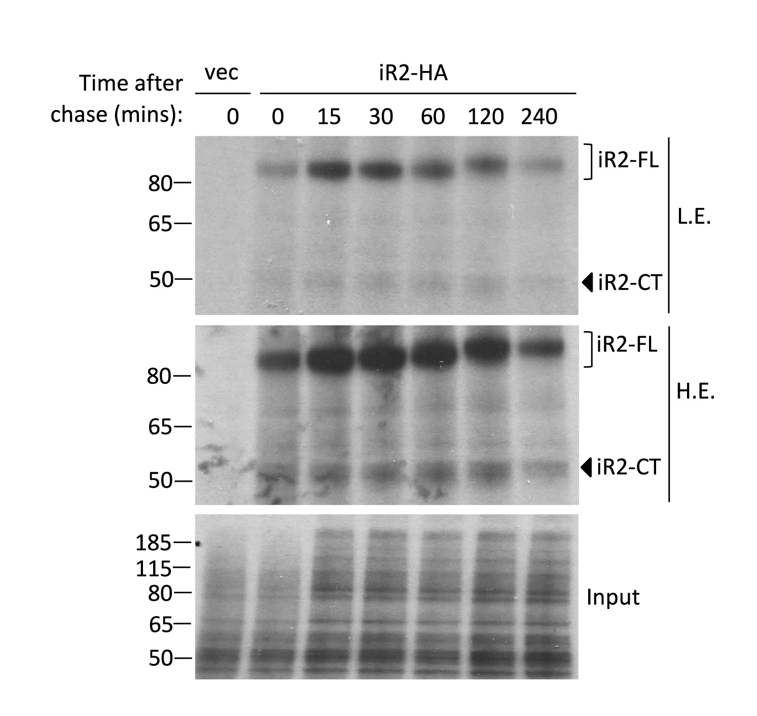 Open access visualization of Gel, iRhom2, HA Tag, HEK293T Cells, 35S-Met